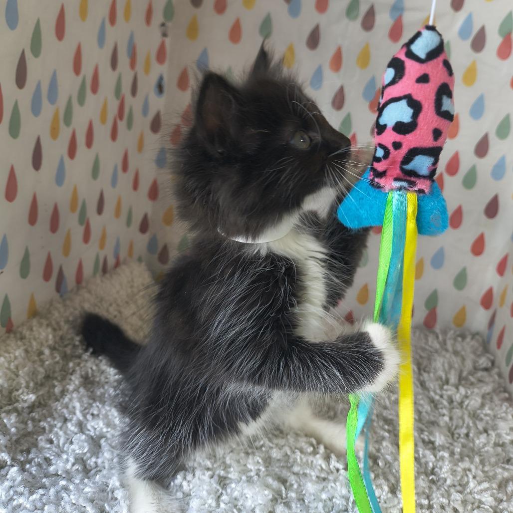 Enlarge Dior - Curly, a Adoptable Domestic Short Hair in Othello, WA image 3/4