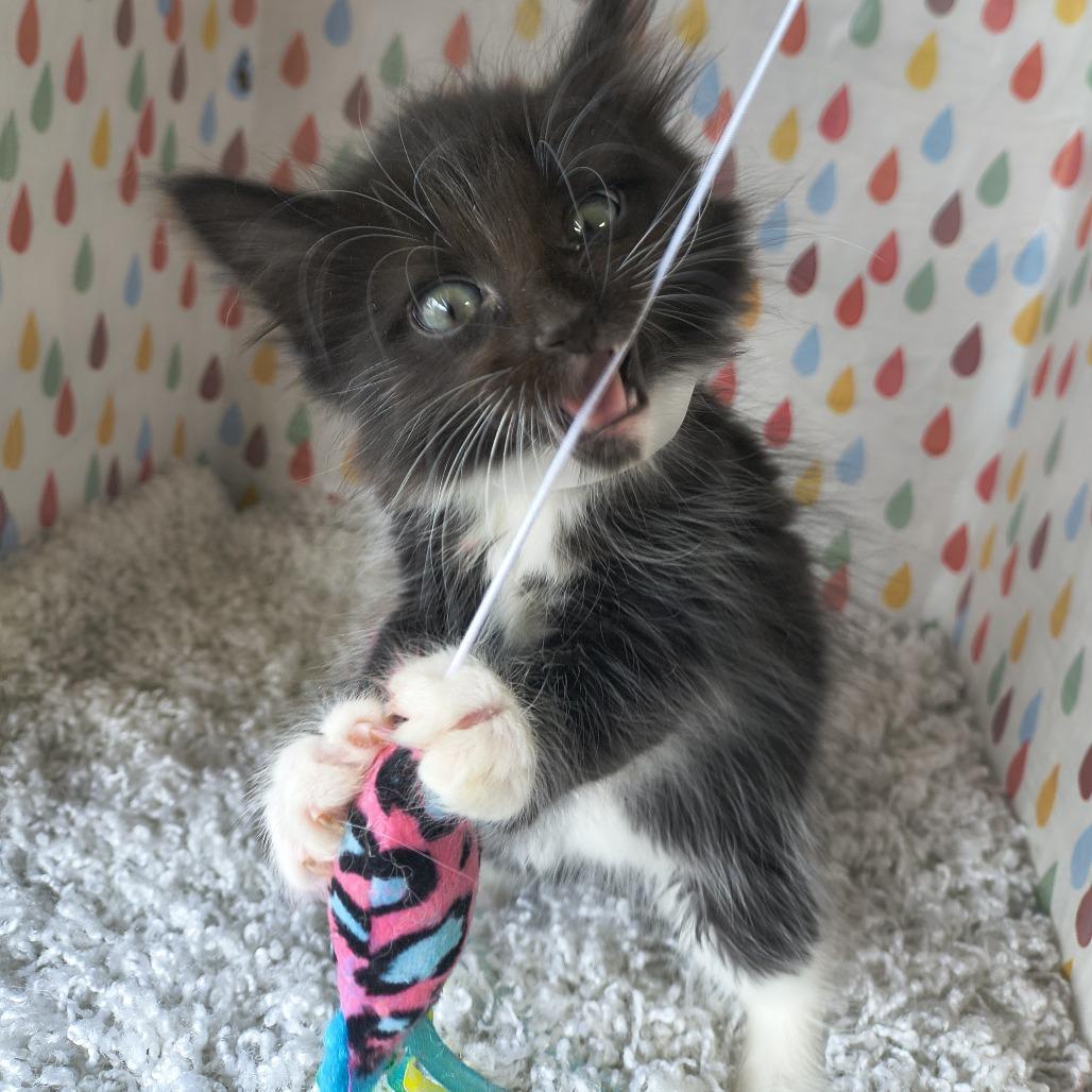Enlarge Dior - Curly, a Adoptable Domestic Short Hair in Othello, WA image 4/4