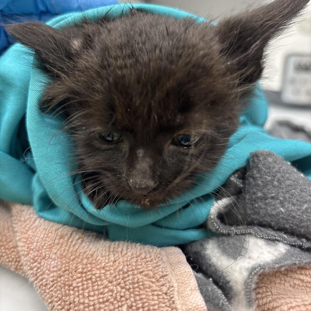 Waldo, a Adoptable Domestic Medium Hair in Springtown, TX image 2/4