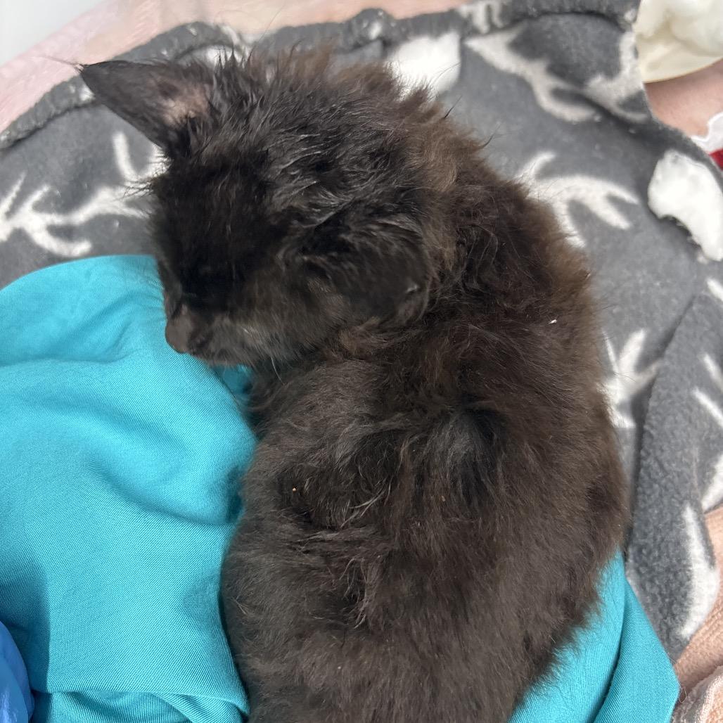 Waldo, a Adoptable Domestic Medium Hair in Springtown, TX image 3/4