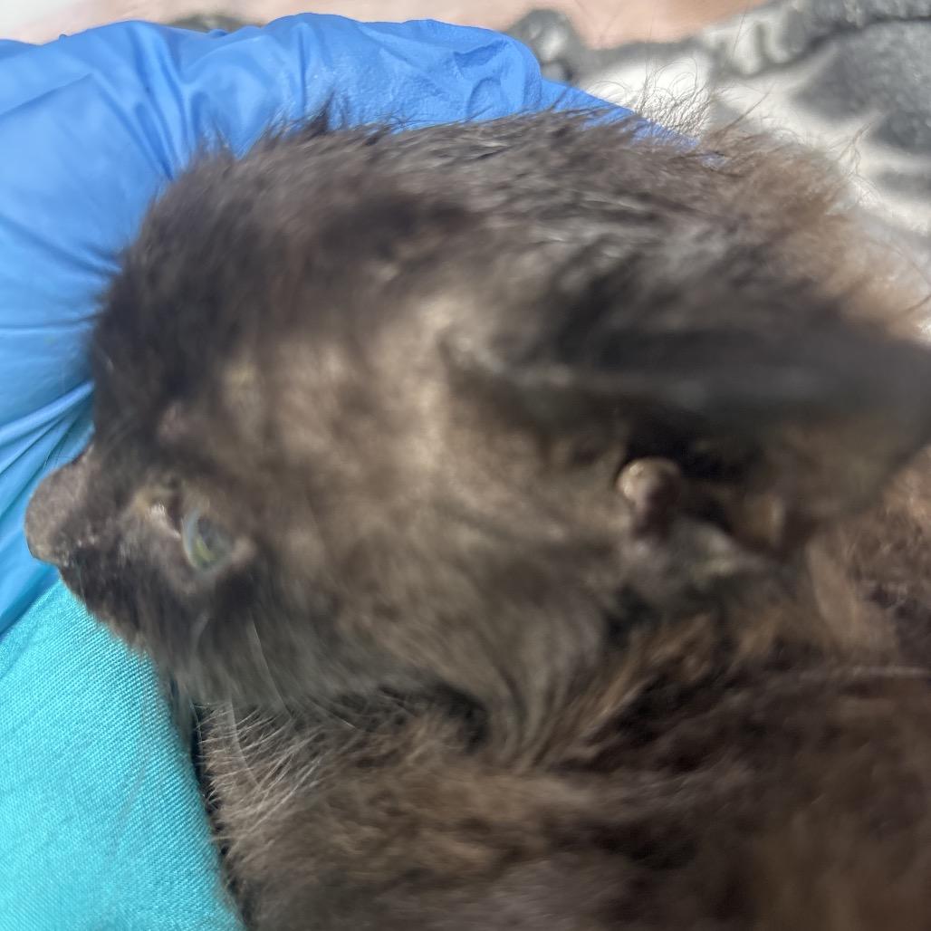 Waldo, a Adoptable Domestic Medium Hair in Springtown, TX image 4/4