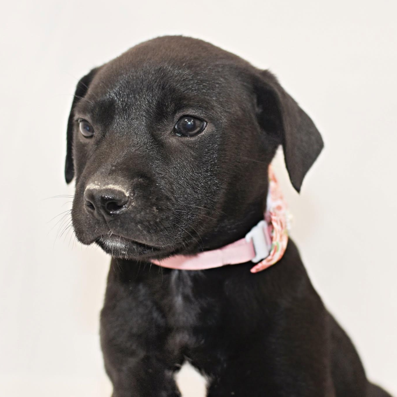 Enlarge Tina, a Adopted mixed breed in Monon, IN image 2/2