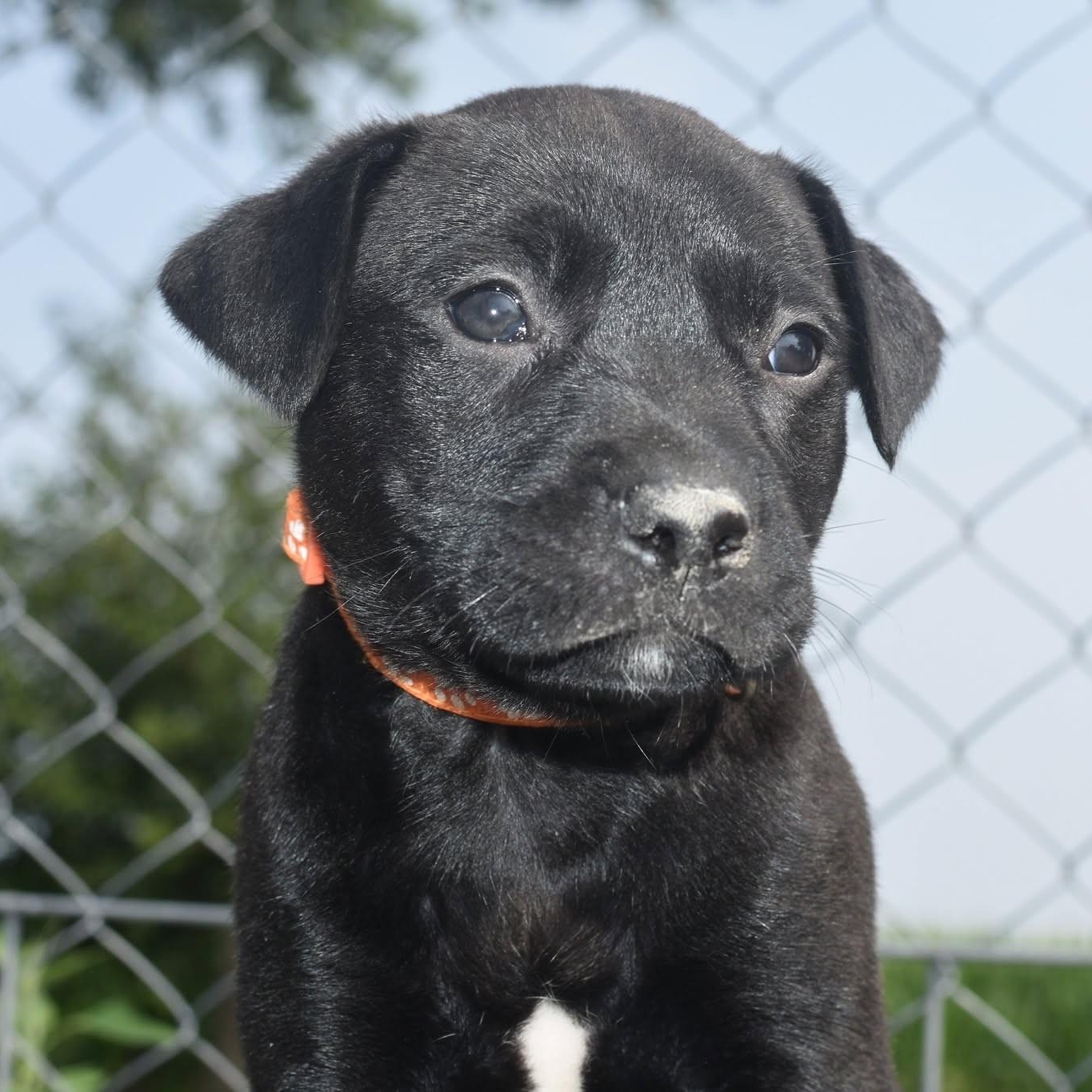 Enlarge Tina, a Adopted mixed breed in Monon, IN image 1/2