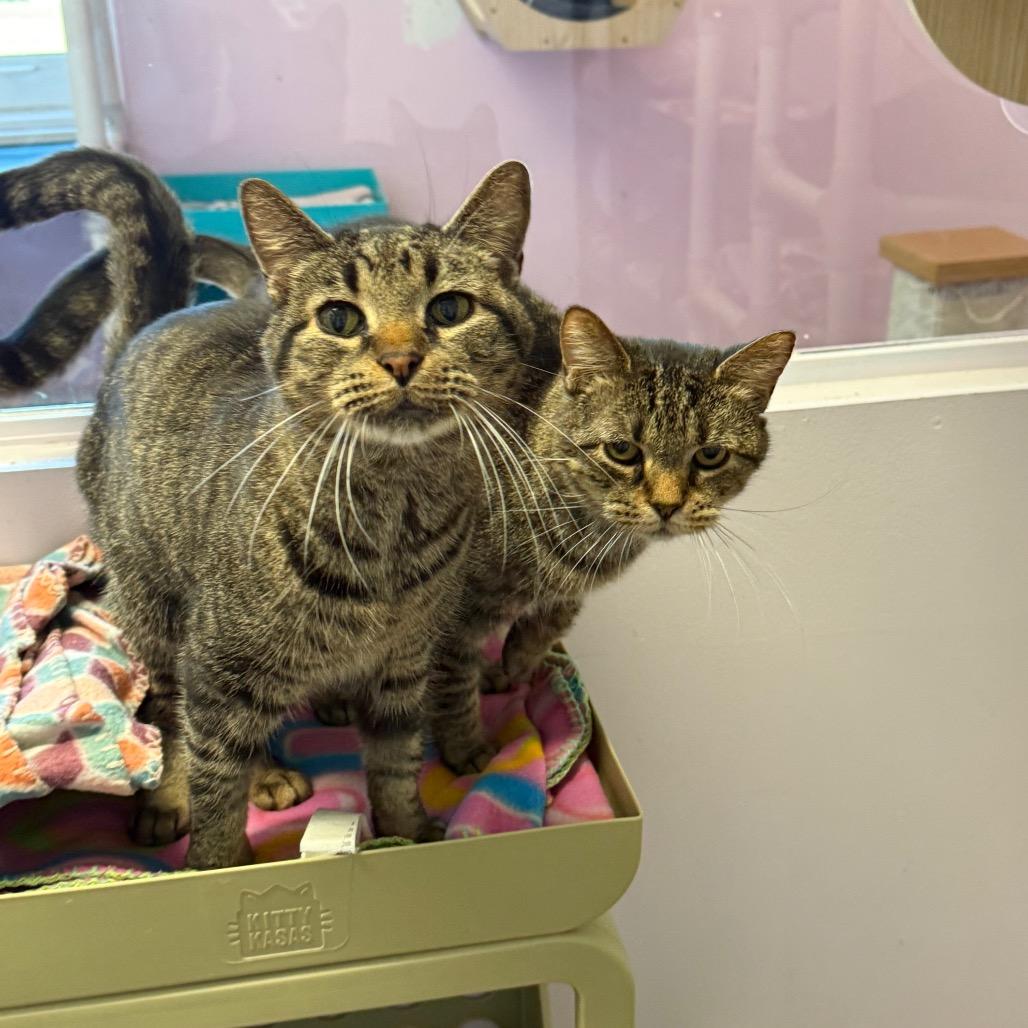 Enlarge Benny, a Adoptable Domestic Short Hair in Port Richey, FL image 1/6