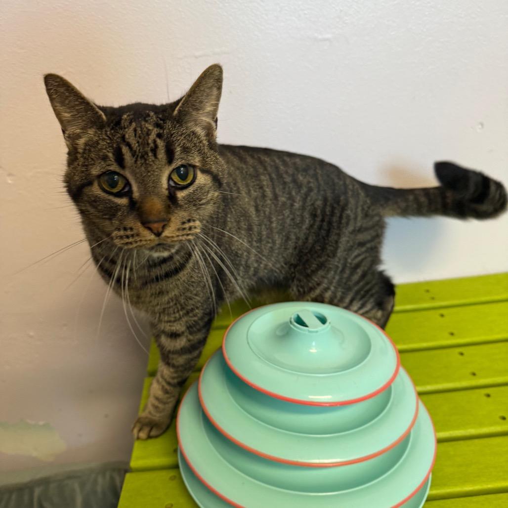 Enlarge Benny, a Adoptable Domestic Short Hair in Port Richey, FL image 1/2