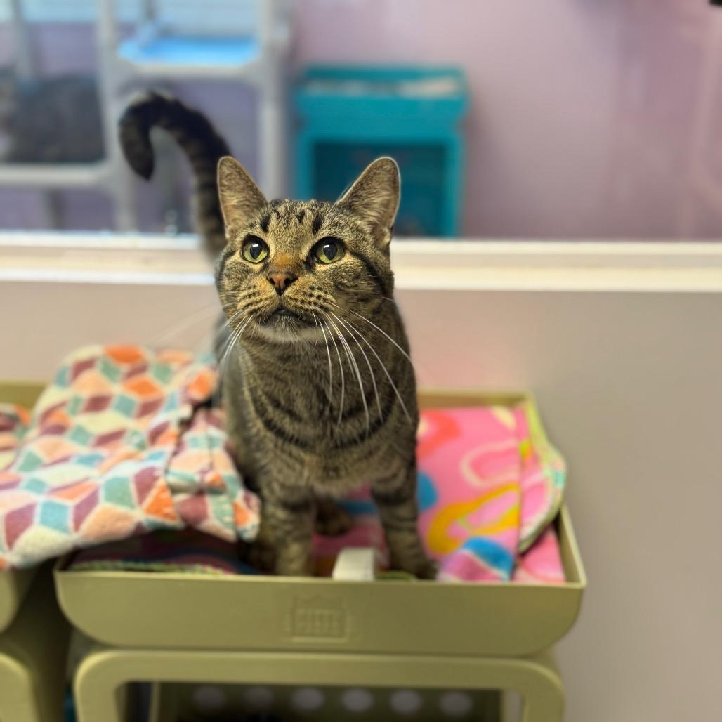 Enlarge Benny, a Adoptable Domestic Short Hair in Port Richey, FL image 3/6