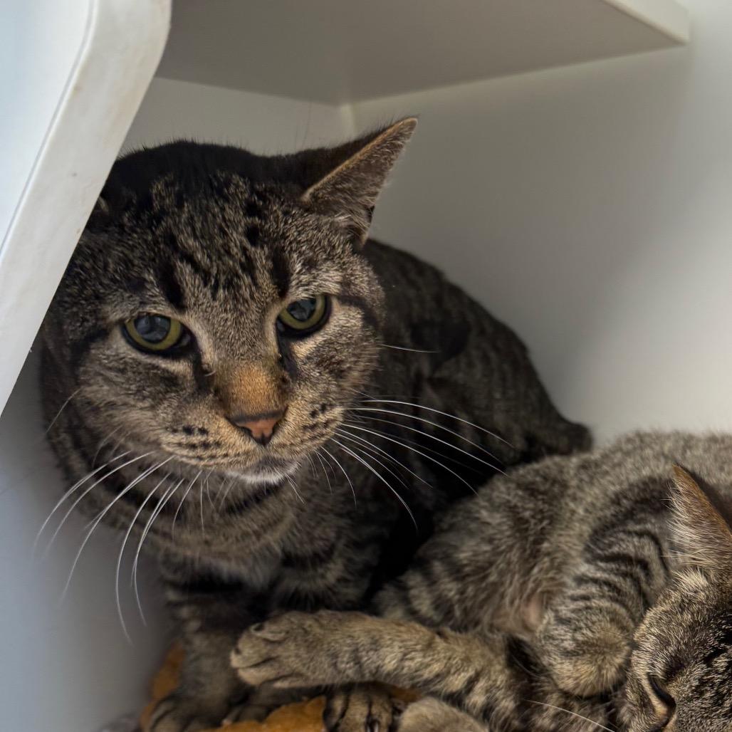 Enlarge Benny, a Adoptable Domestic Short Hair in Port Richey, FL image 2/2