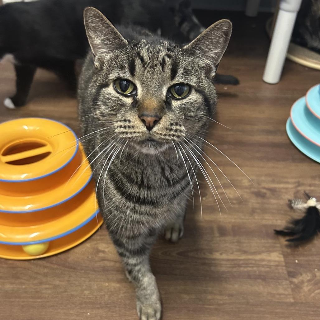 Enlarge Benny, a Adoptable Domestic Short Hair in Port Richey, FL image 6/6