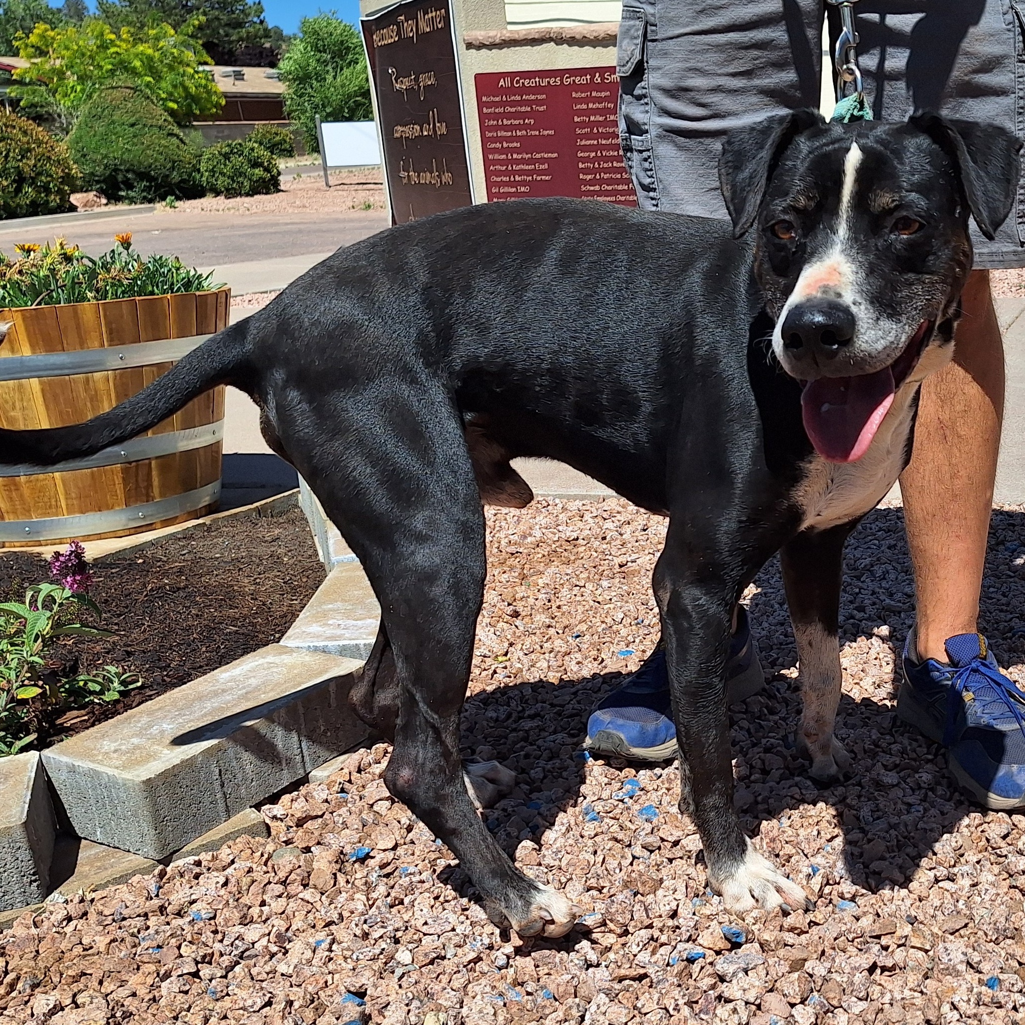 Enlarge Gecko, a Adoptable mixed breed in Payson, AZ image 4/6