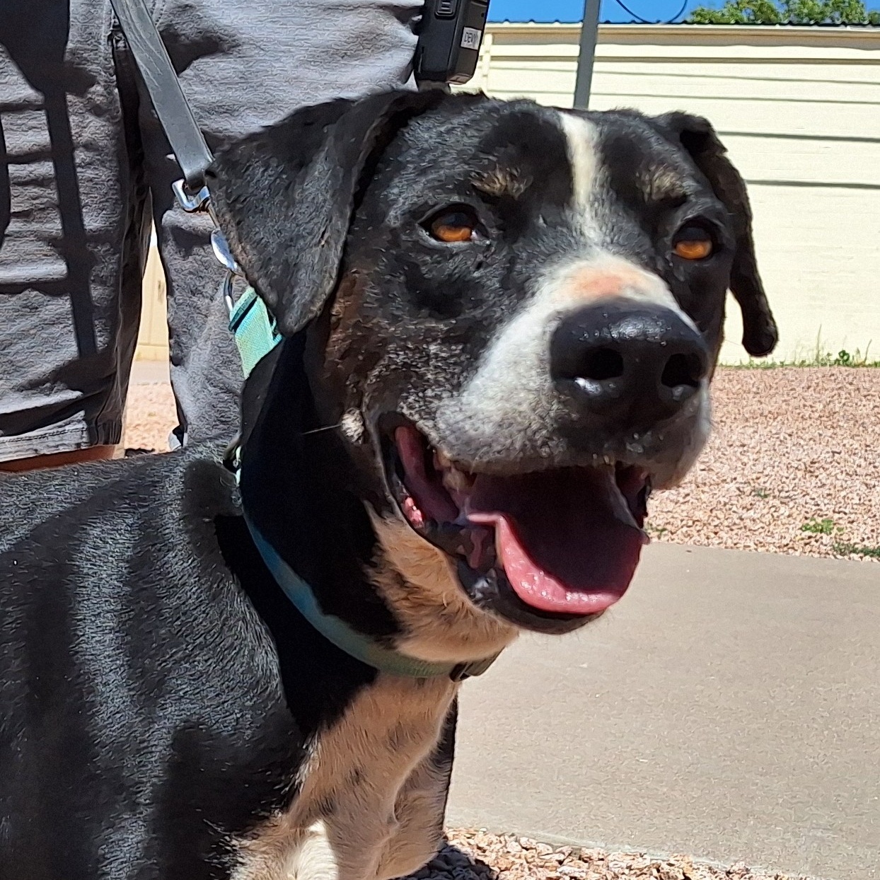 Enlarge Gecko, a Adoptable mixed breed in Payson, AZ image 1/6
