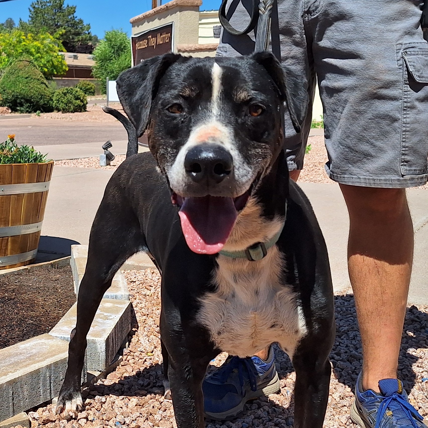 Enlarge Gecko, a Adoptable mixed breed in Payson, AZ image 5/6