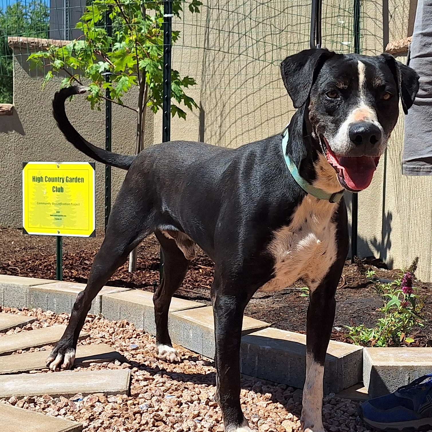 Enlarge Gecko, a Adoptable mixed breed in Payson, AZ image 3/6