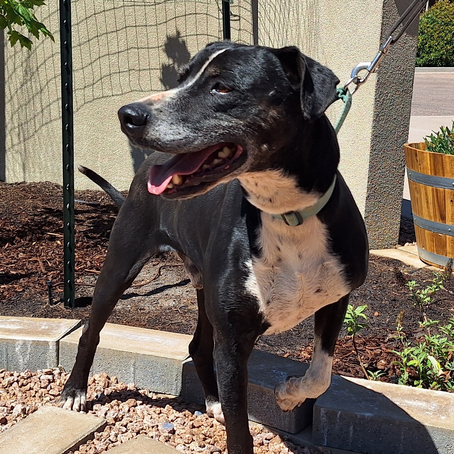Enlarge Gecko, a Adoptable mixed breed in Payson, AZ image 2/6