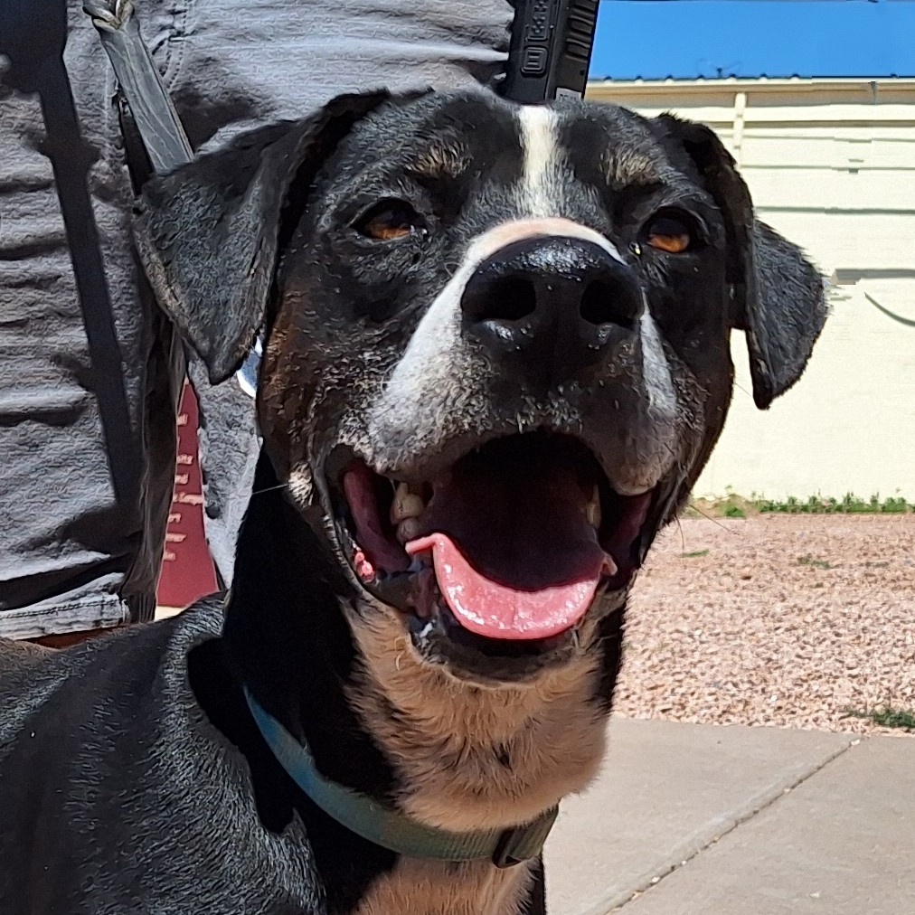 Enlarge Gecko, a Adoptable mixed breed in Payson, AZ image 6/6
