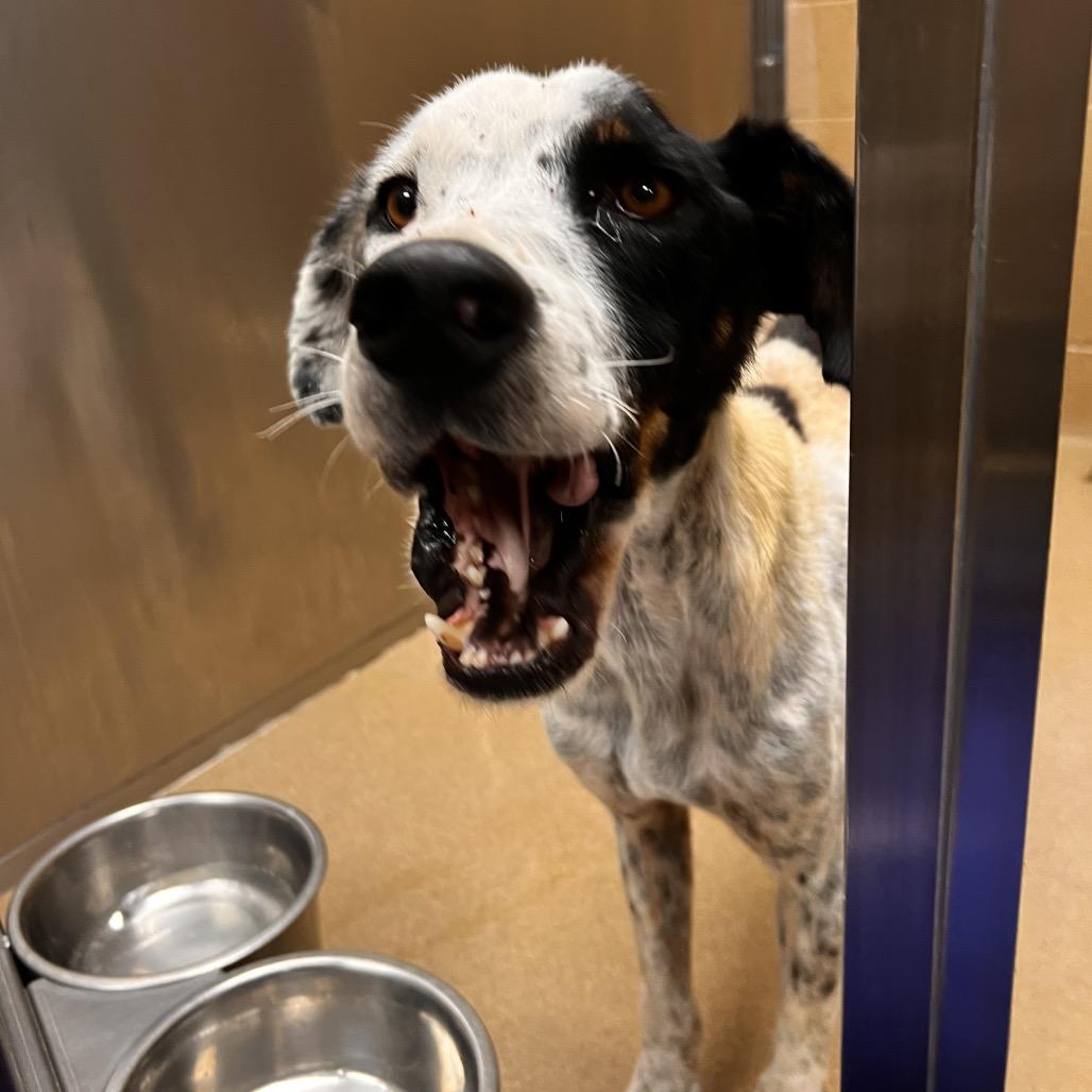 Dewey, Adoptable, Adult Male Hound & Mixed Breed.