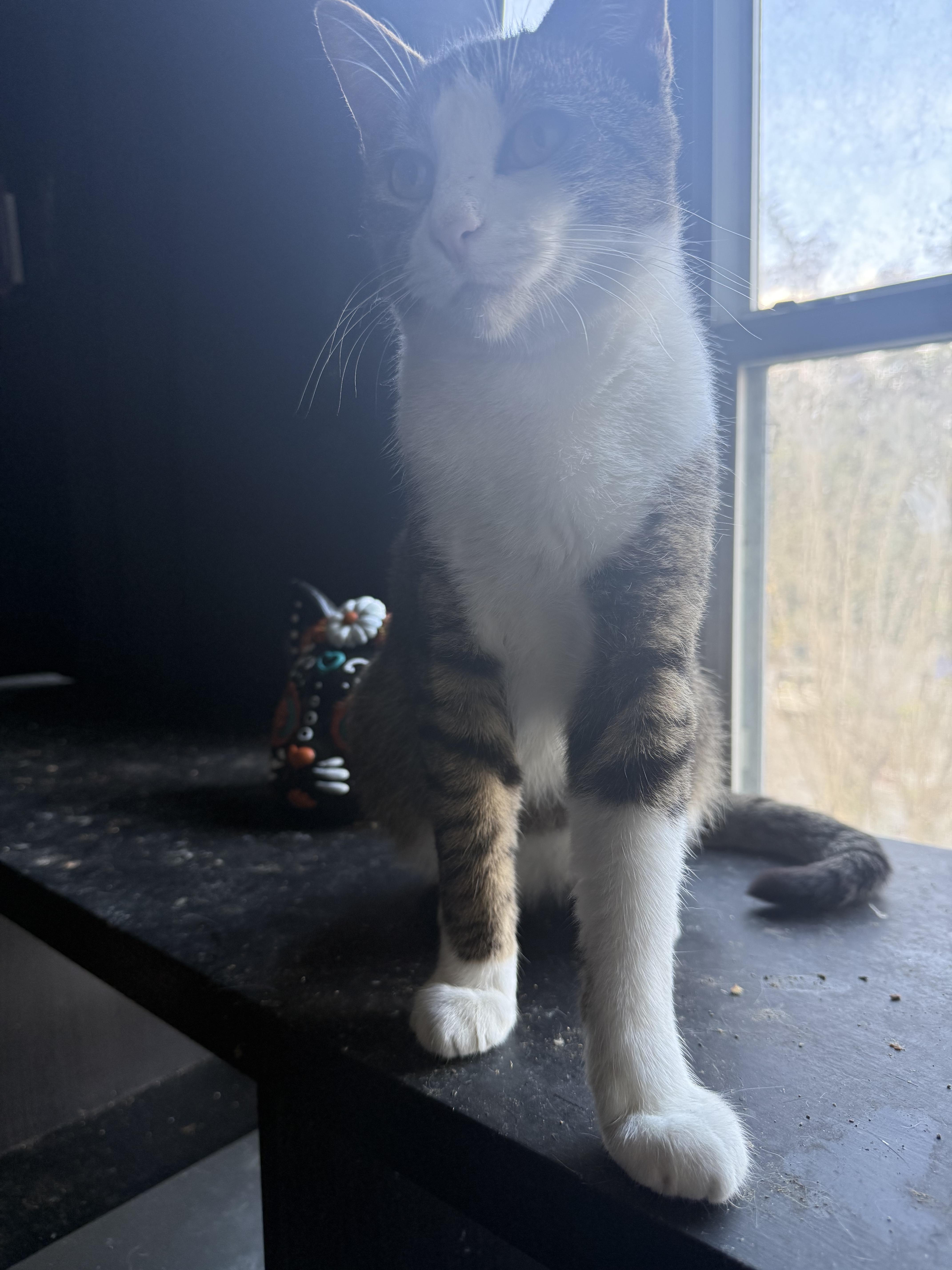 Enlarge Aladin, a Adoptable Domestic Short Hair in Kissimmee, FL image 2/2