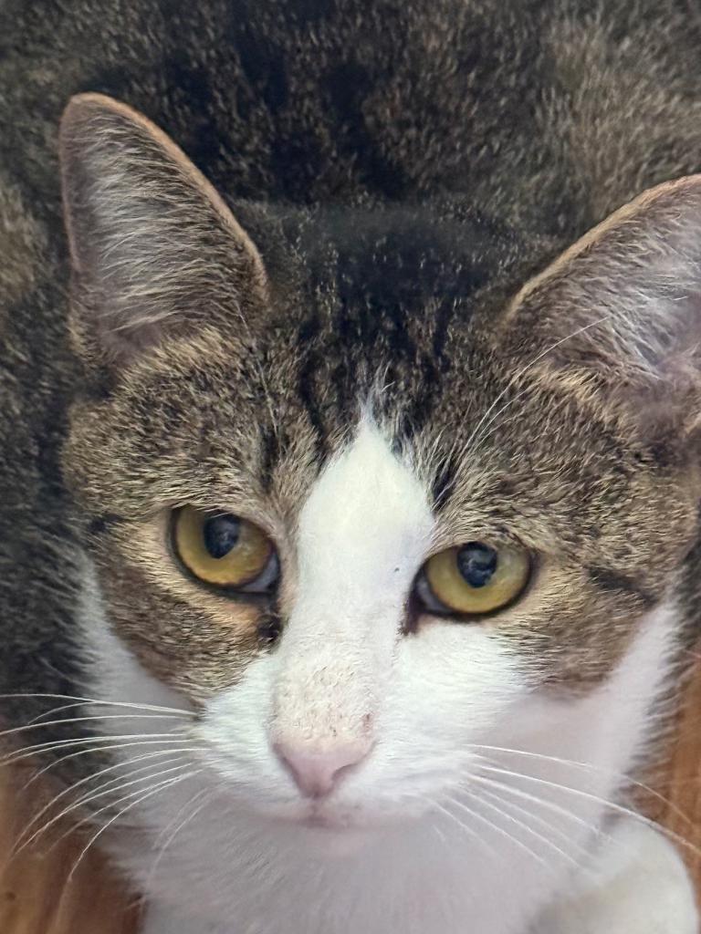 Enlarge Aladin, a Adoptable Domestic Short Hair in Kissimmee, FL image 1/2