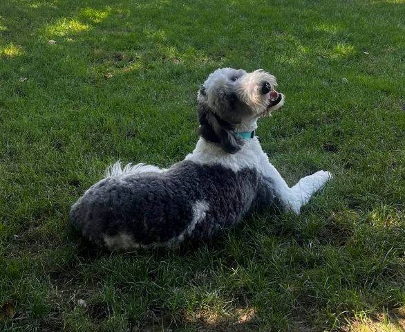 Fudge, a Adopted mixed breed in Indianapolis, IN image 1/4