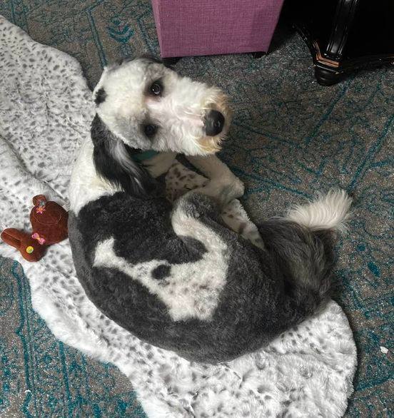 Fudge, a Adopted mixed breed in Indianapolis, IN image 2/4