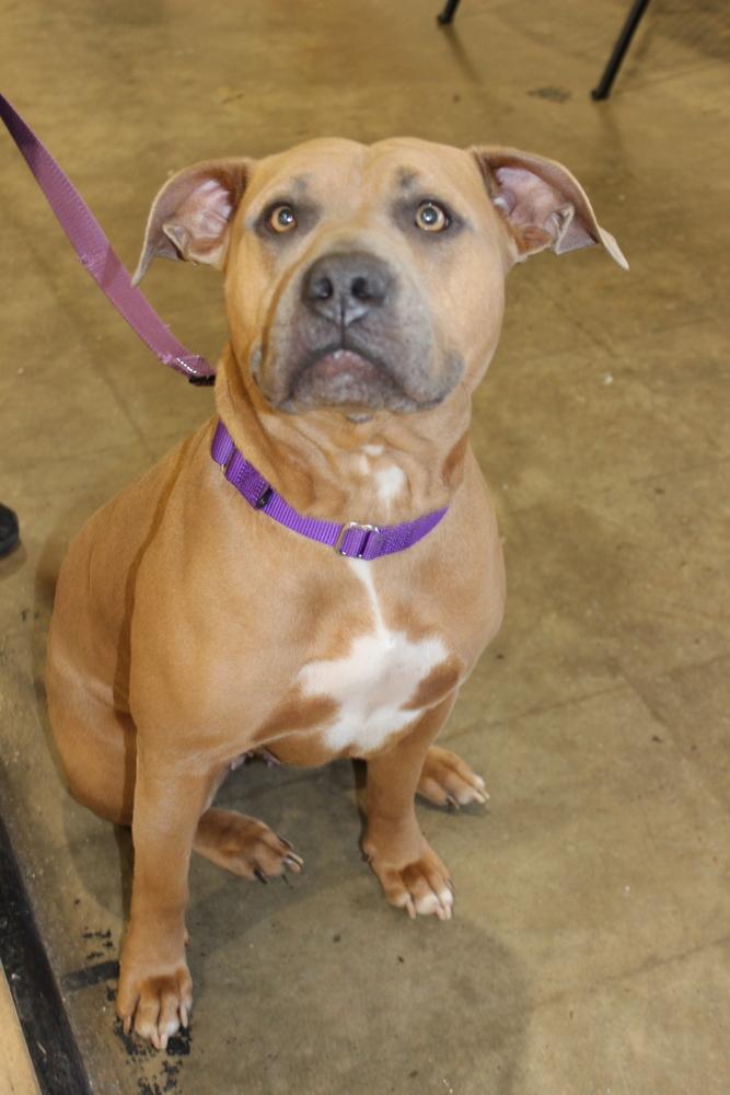 Enlarge Eileen, a Adoptable mixed breed in Tulsa, OK image 1/4