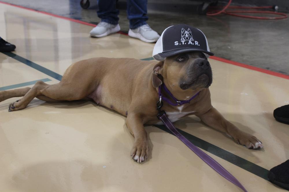 Enlarge Eileen, a Adoptable mixed breed in Tulsa, OK image 4/4