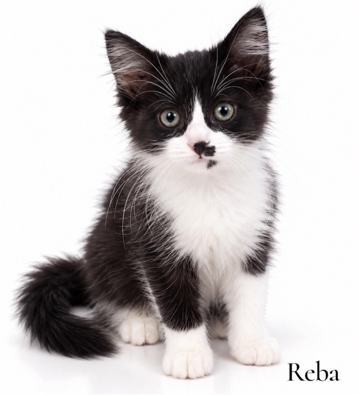Enlarge Reba, a Adoptable Domestic Long Hair in Stevensville, MI image 1/1