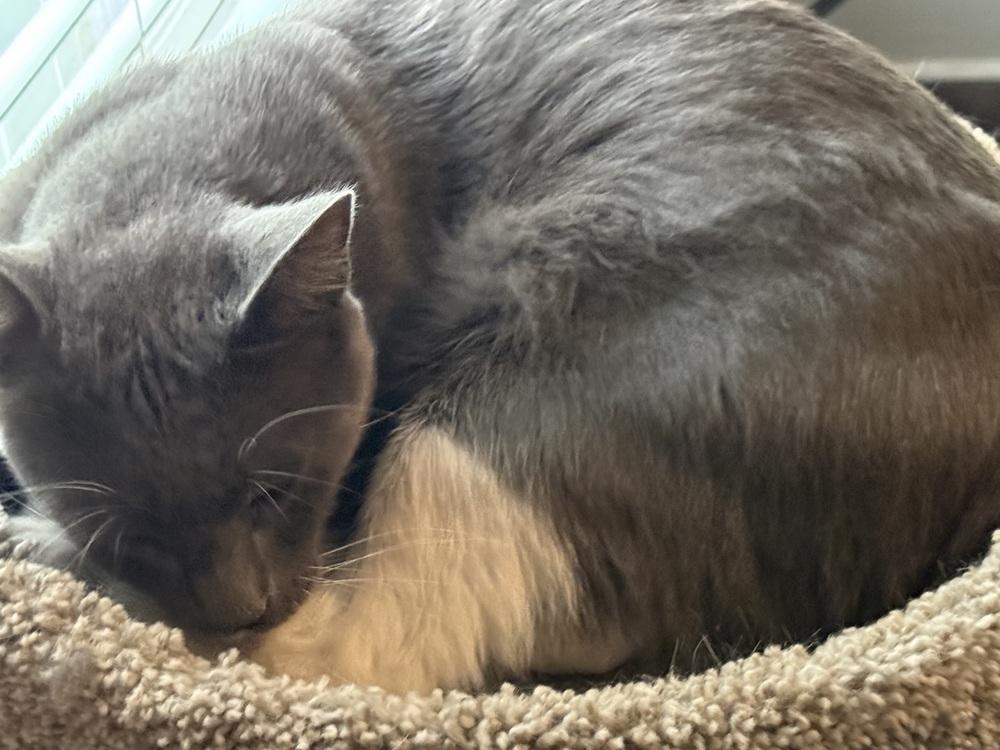 Theo, Adoptable, Adult Male Domestic Short Hair.