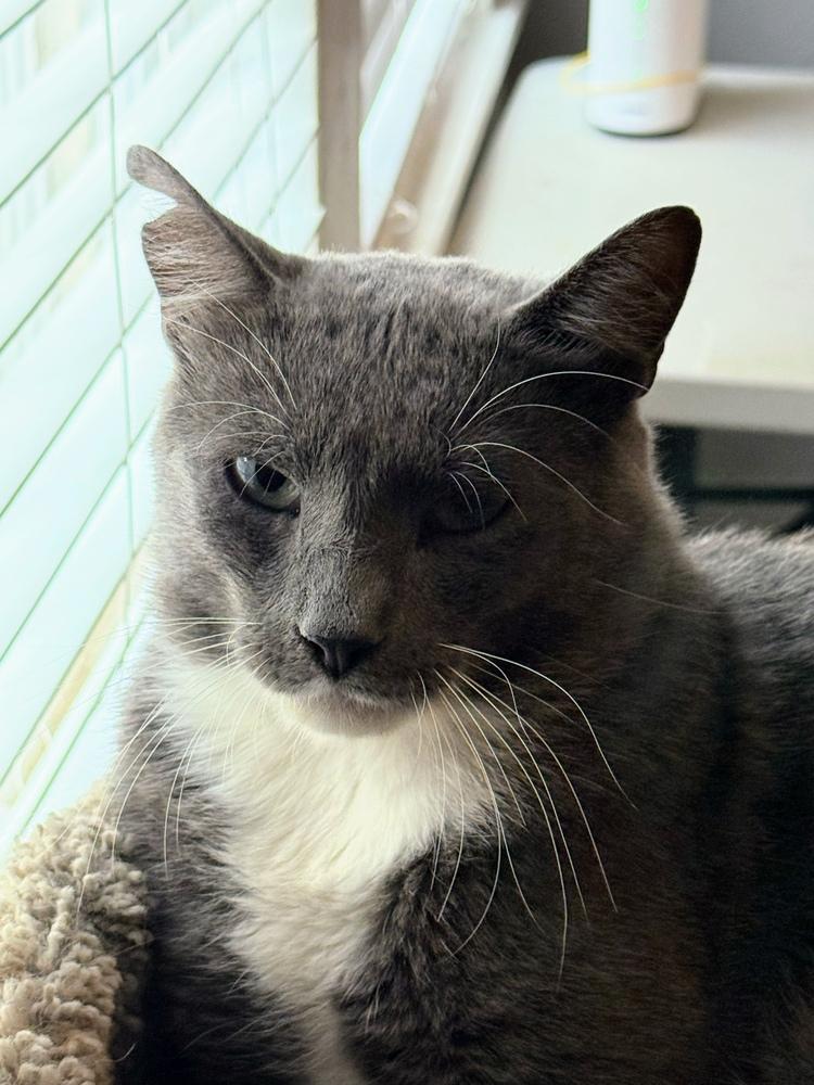 Enlarge Theo, a Adoptable mixed breed in Plumerville, AR image 3/6