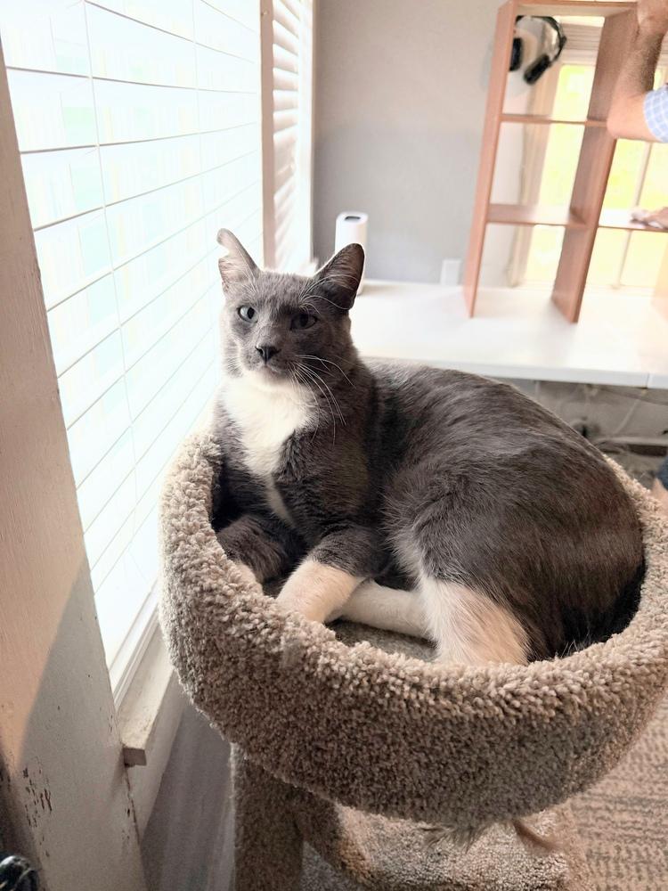 Theo, Adoptable, Adult Male Domestic Short Hair.