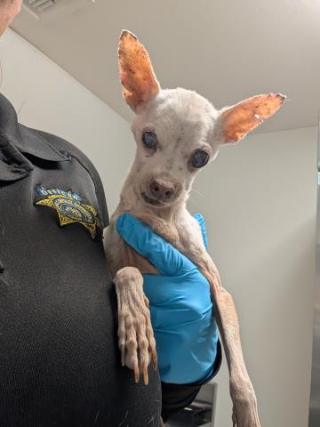 Bartok -- URGENT -- SENIOR AT RISK, adopted, Senior Male Chihuahua.