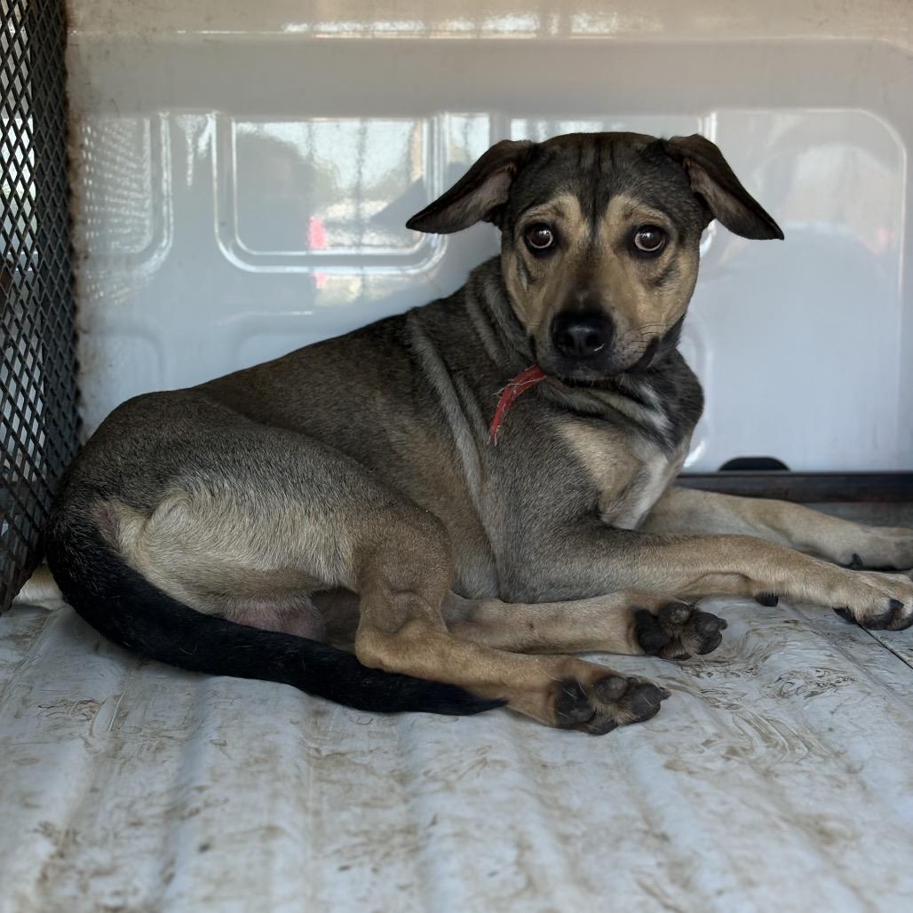 Denver, Adoptable, Adult Male Shepherd.