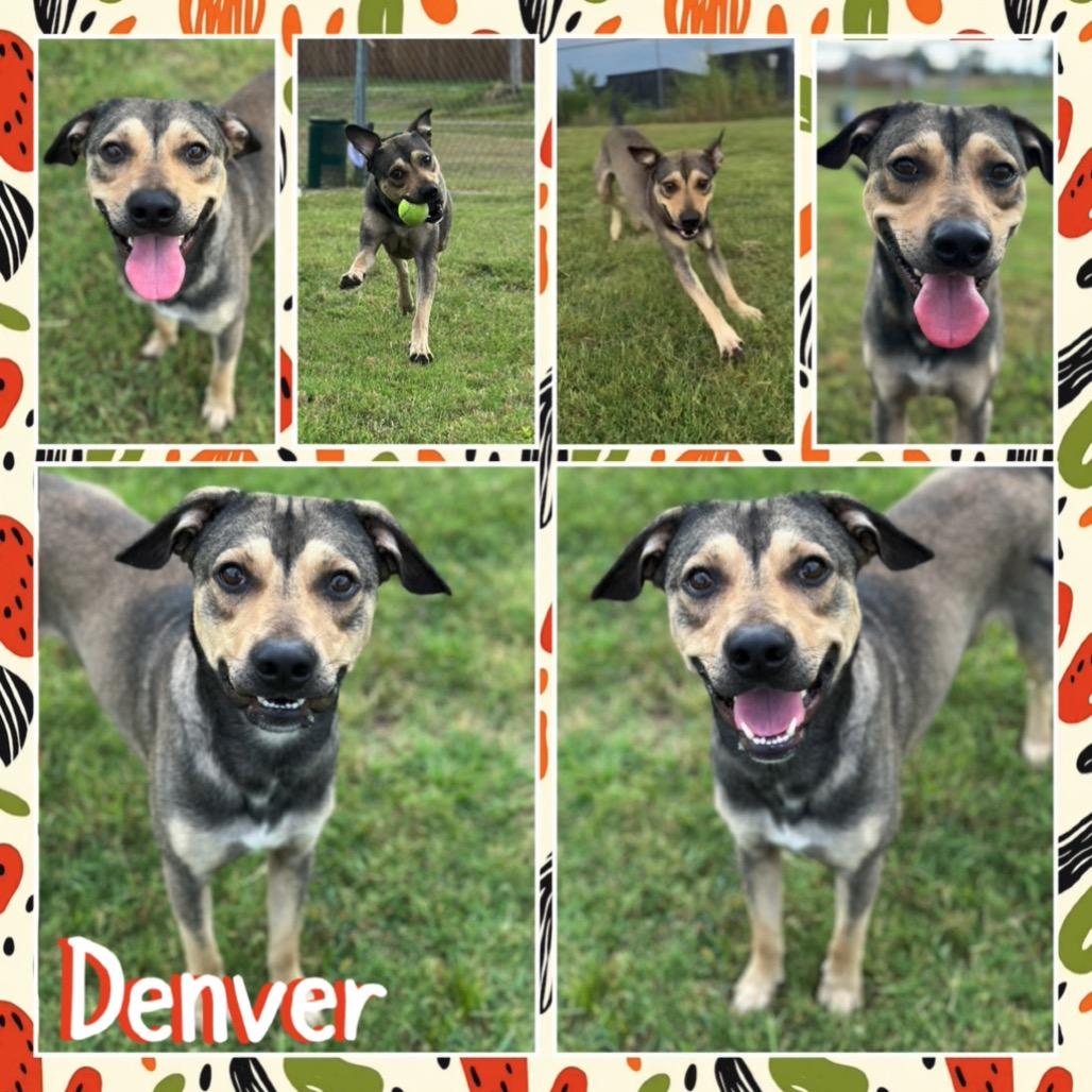 Enlarge Denver, a Adoptable mixed breed in Fort Smith, AR image 2/3