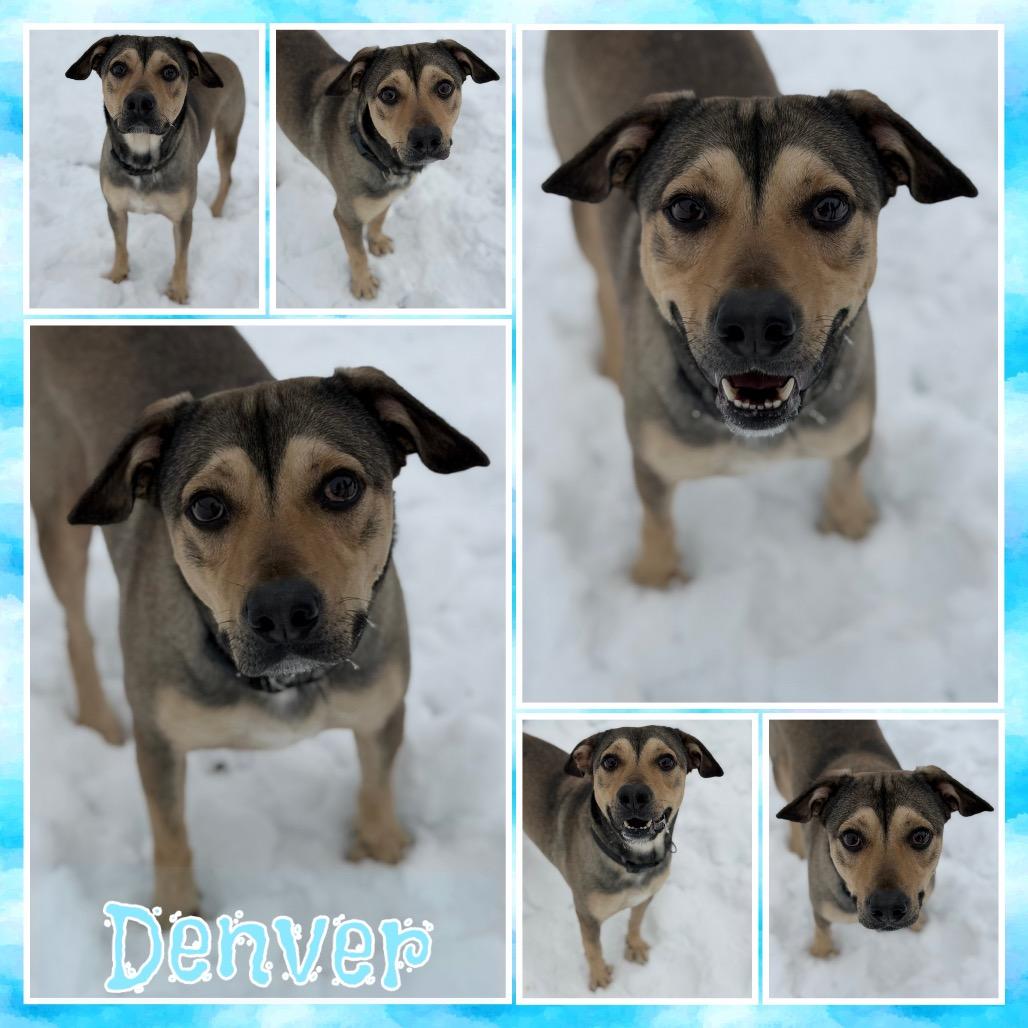 Enlarge Denver, a Adoptable mixed breed in Fort Smith, AR image 3/3