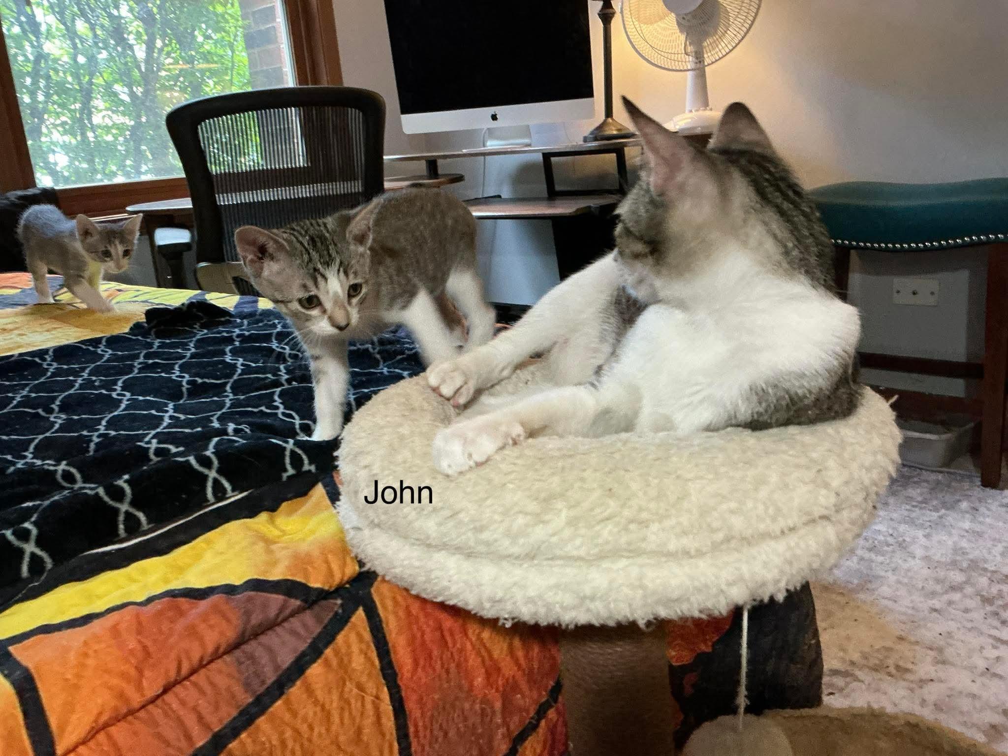 John, a Adoptable Domestic Short Hair in Crystal Lake, IL image 3/3