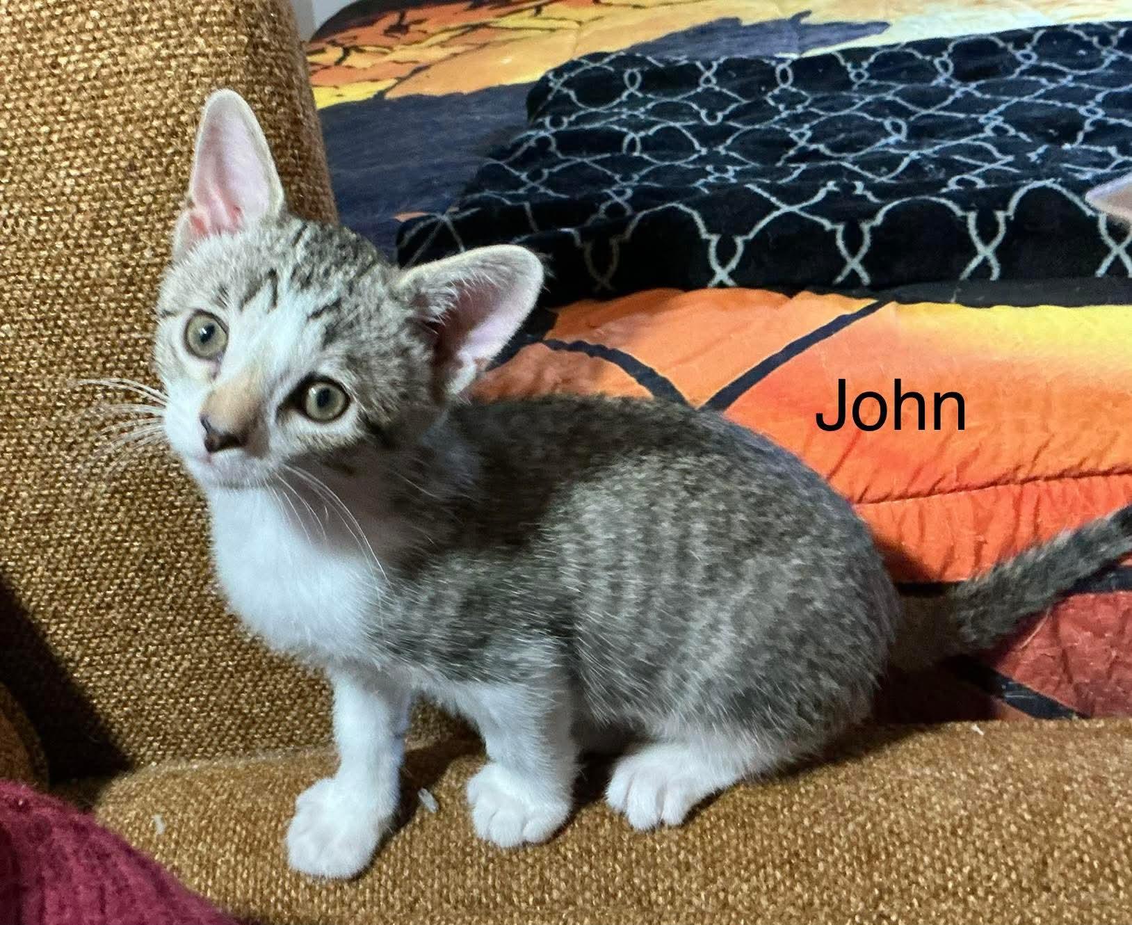 John, Adoptable, Kitten Male Domestic Short Hair.