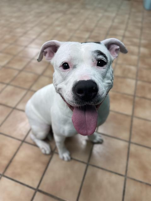 BEAUTY, Adoptable, Adult Female Pit Bull Terrier.