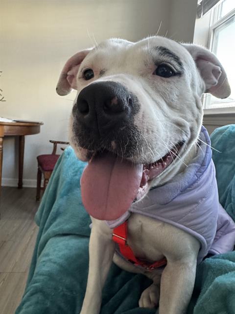 BEAUTY, Adoptable, Adult Female Pit Bull Terrier.