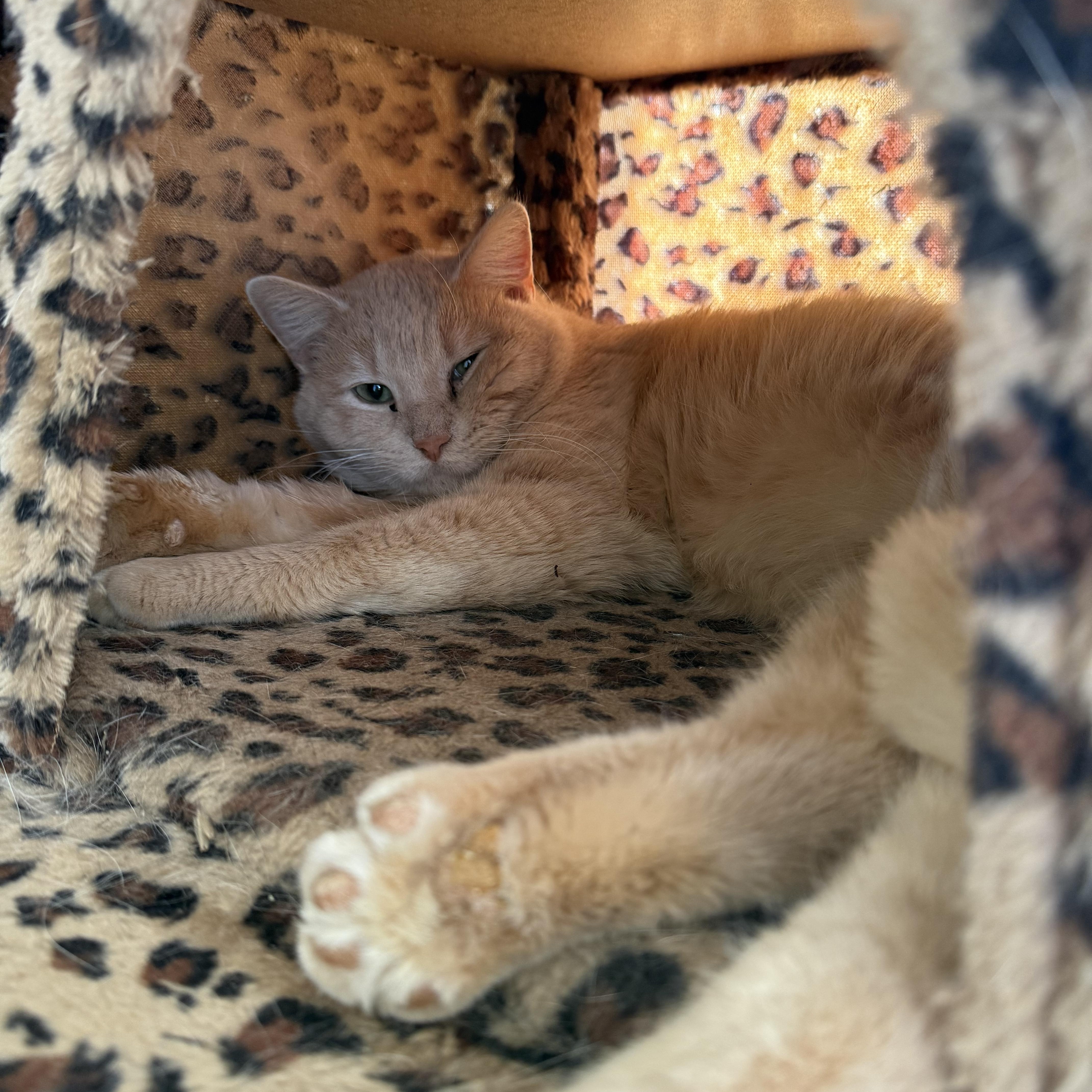 Georgie, ADOPTABLE, Adult Male Domestic Short Hair.