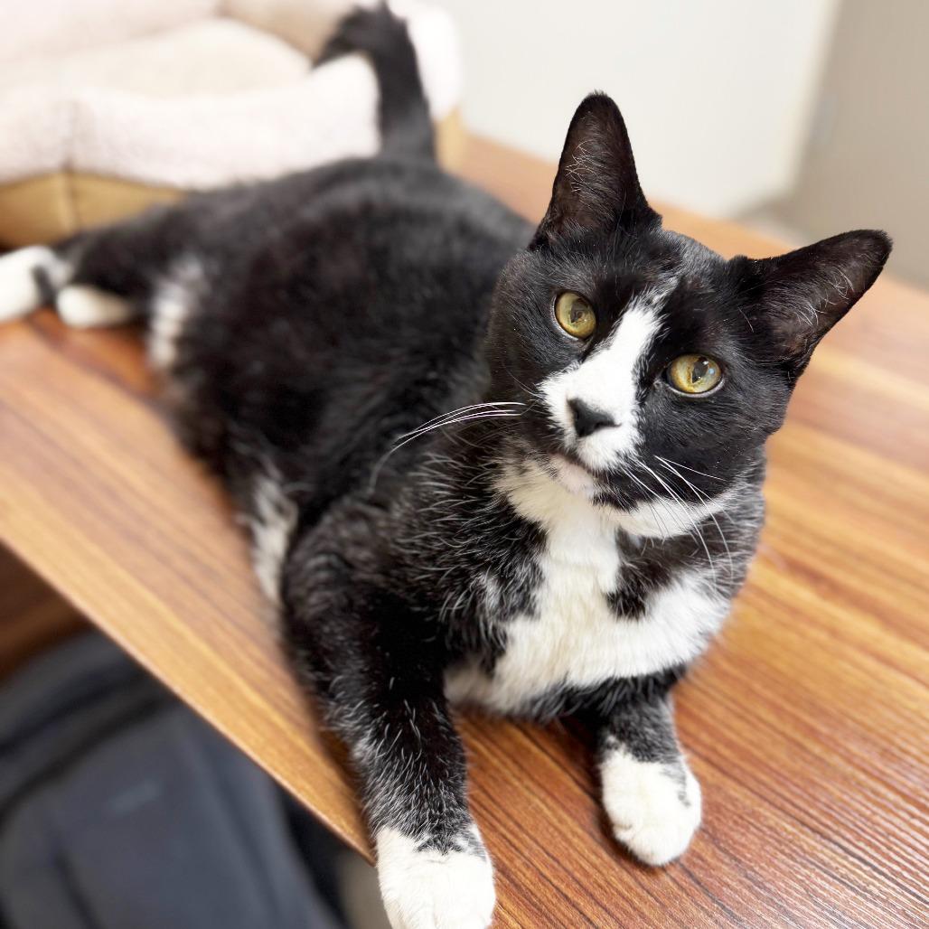 Enlarge Benjamin - Lover boy!, a ADOPTABLE Domestic Short Hair in Oshkosh, WI image 3/4