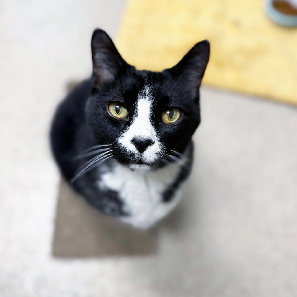 Enlarge Benjamin - Lover boy!, a ADOPTABLE Domestic Short Hair in Oshkosh, WI image 2/4
