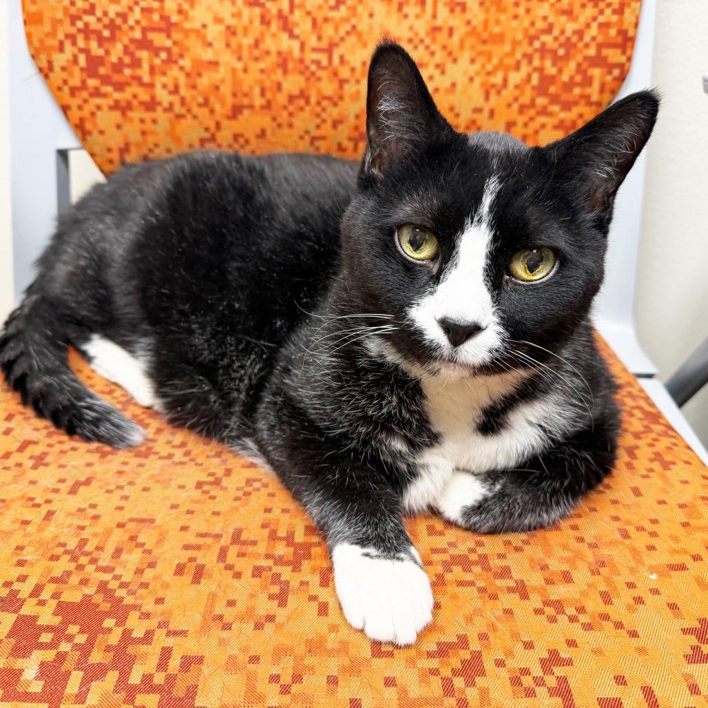 Enlarge Benjamin - Lover boy!, a ADOPTABLE Domestic Short Hair in Oshkosh, WI image 1/4