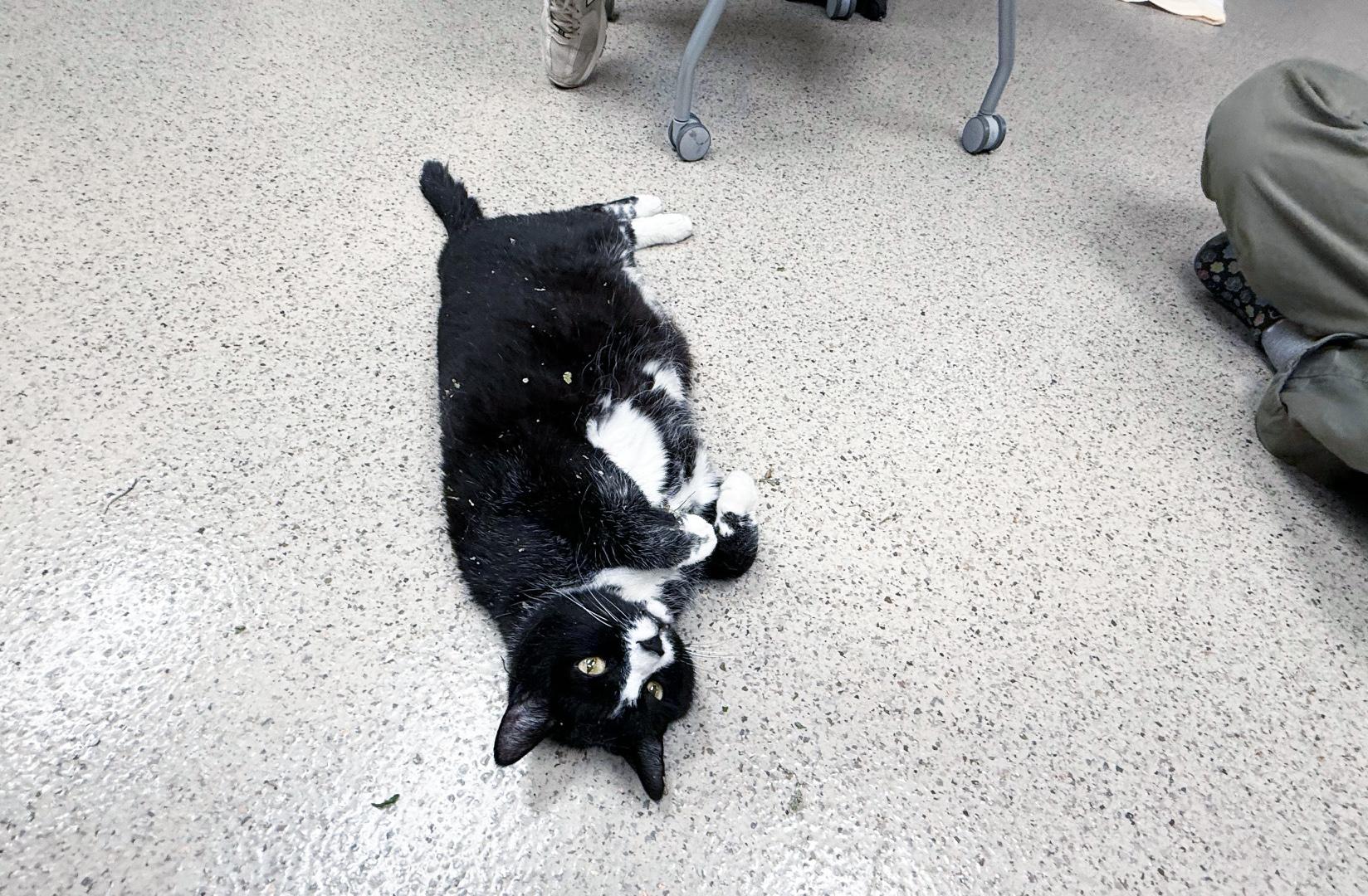 Benjamin - big sweet LOVERBOY, a ADOPTABLE Domestic Short Hair in Oshkosh, WI image 4/6