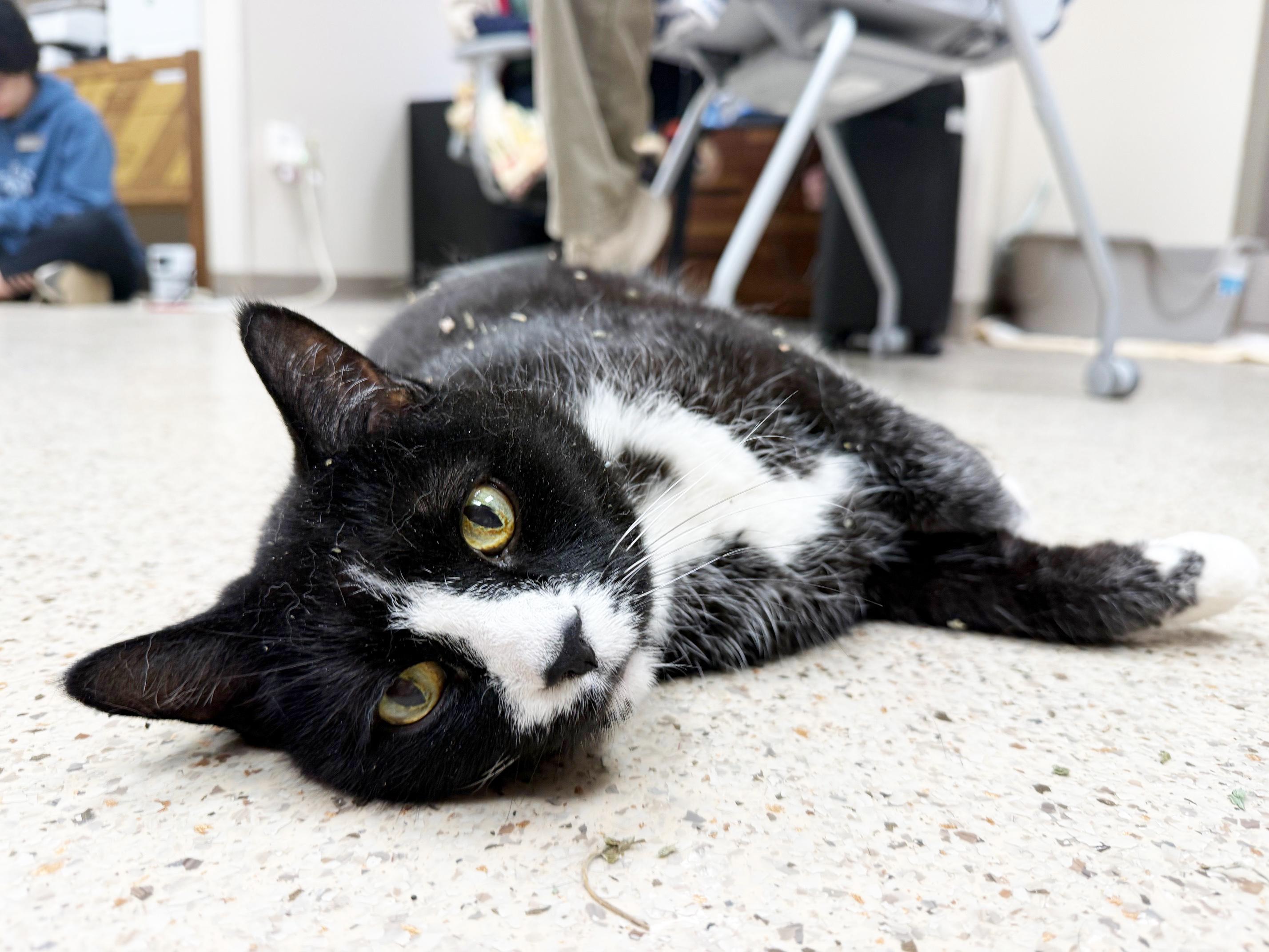 Benjamin - big sweet LOVERBOY, a ADOPTABLE Domestic Short Hair in Oshkosh, WI image 5/6