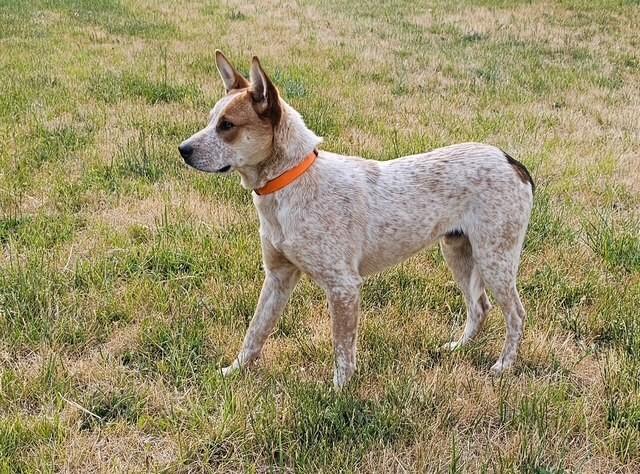 Stetson, an adoptable Cattle Dog in Libby, MT, 59923 | Photo Image 1