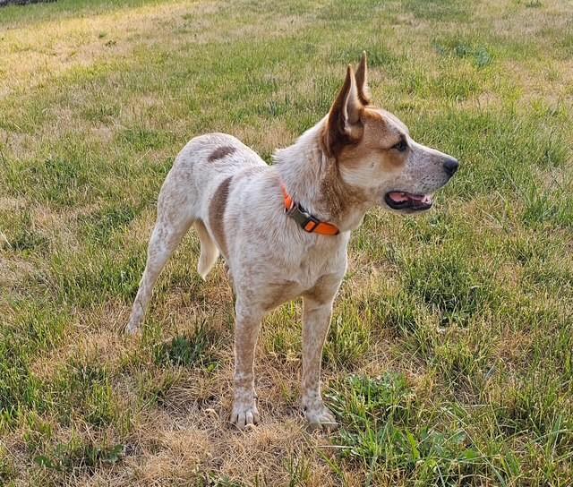 Stetson, an adoptable Cattle Dog in Libby, MT, 59923 | Photo Image 2