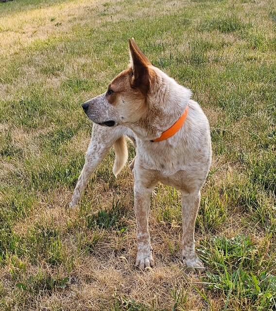 Stetson, an adoptable Cattle Dog in Libby, MT, 59923 | Photo Image 4