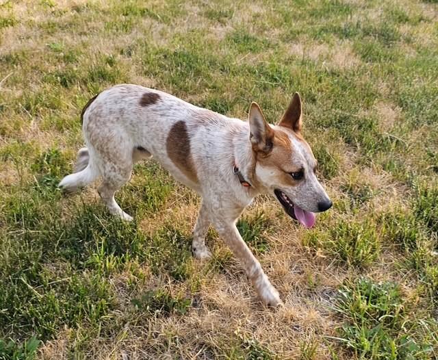 Stetson, an adoptable Cattle Dog in Libby, MT, 59923 | Photo Image 3