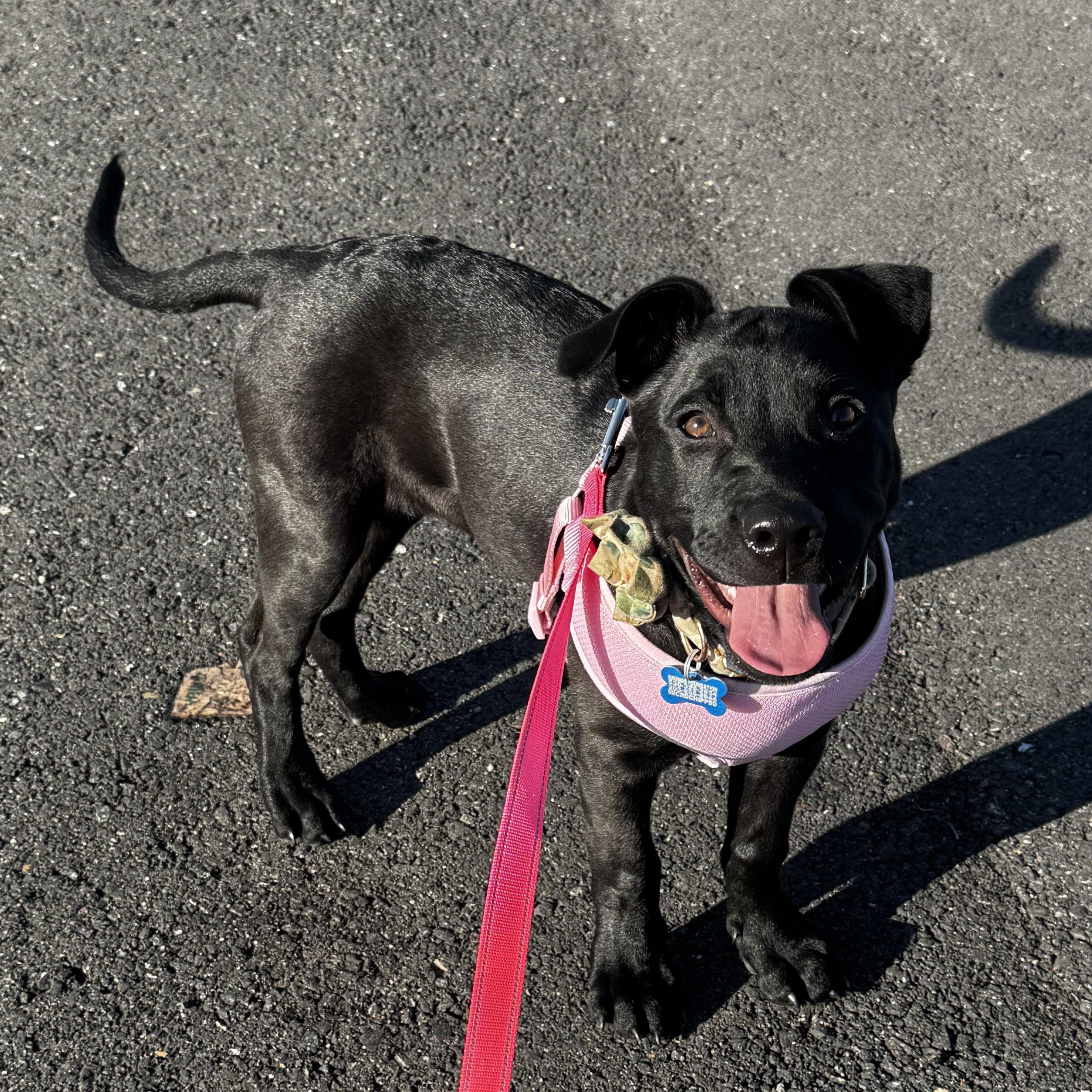 Enlarge Lily, a ADOPTABLE mixed breed in Lincoln, CA image 1/5