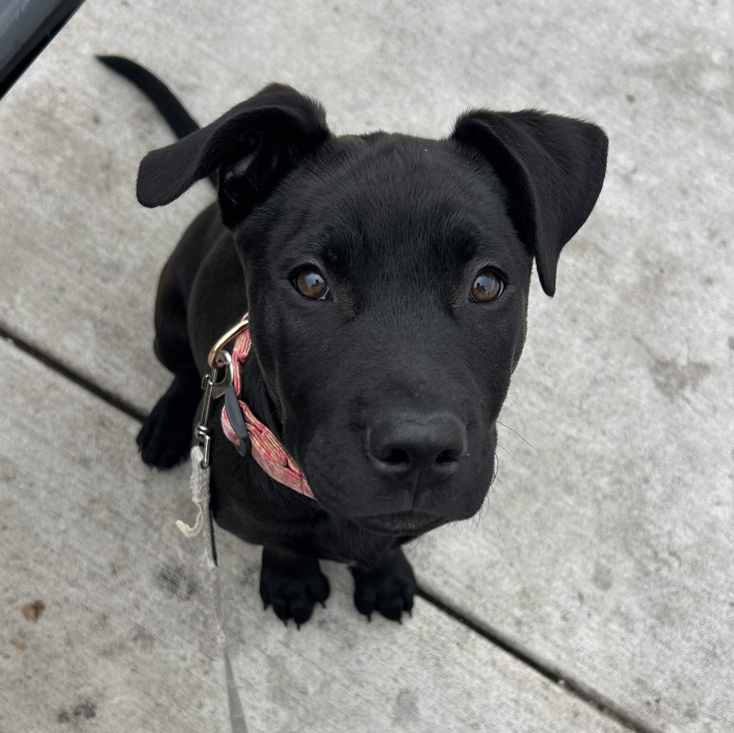 Enlarge Lily, a ADOPTABLE mixed breed in Lincoln, CA image 2/5