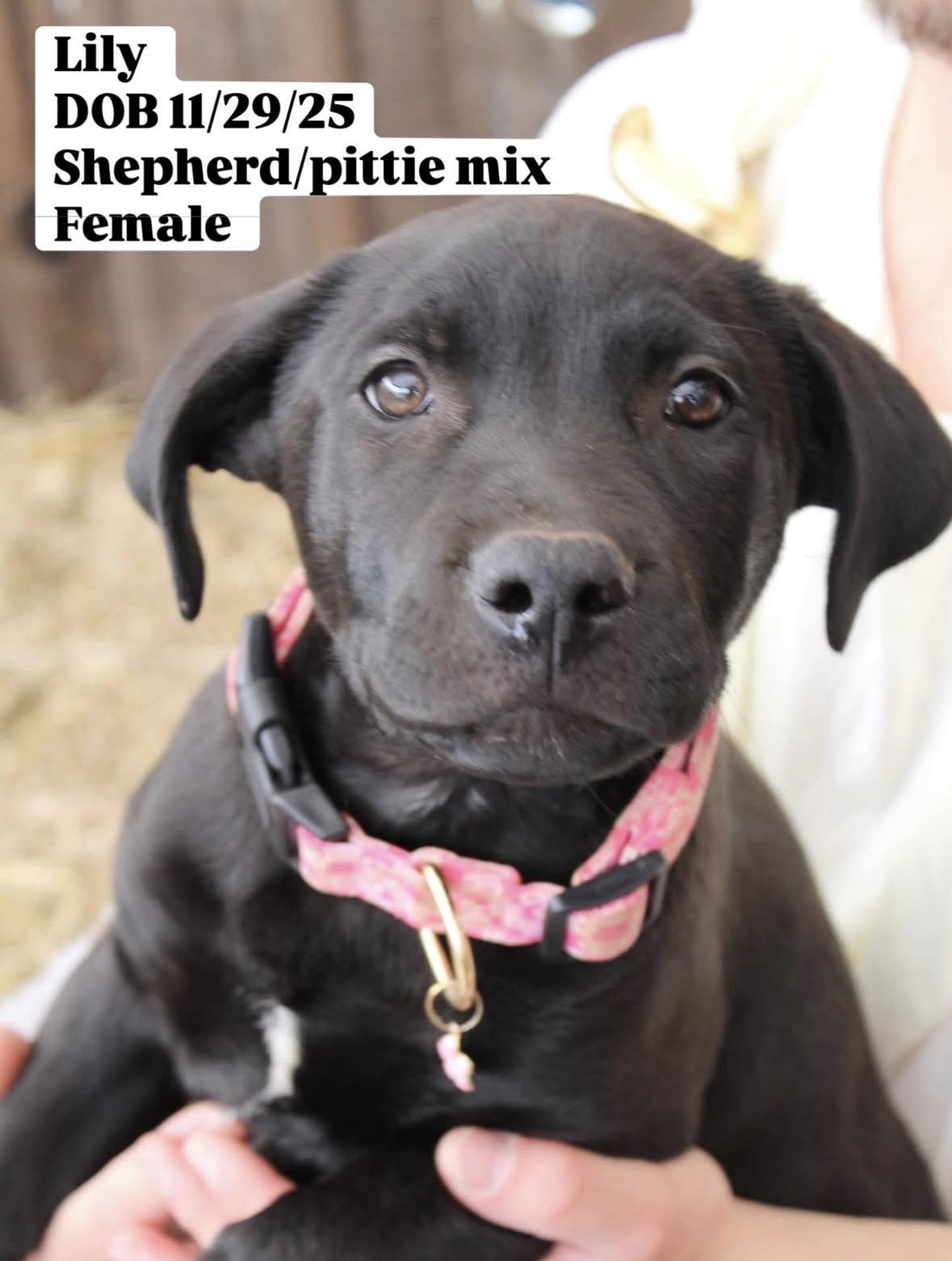 Enlarge Lily, a ADOPTABLE mixed breed in Lincoln, CA image 5/5